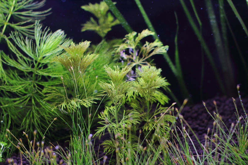 植栽から1日目　アンブリア